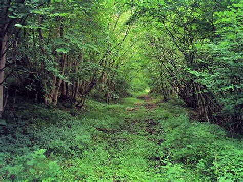 free green screen photography backgrounds.
